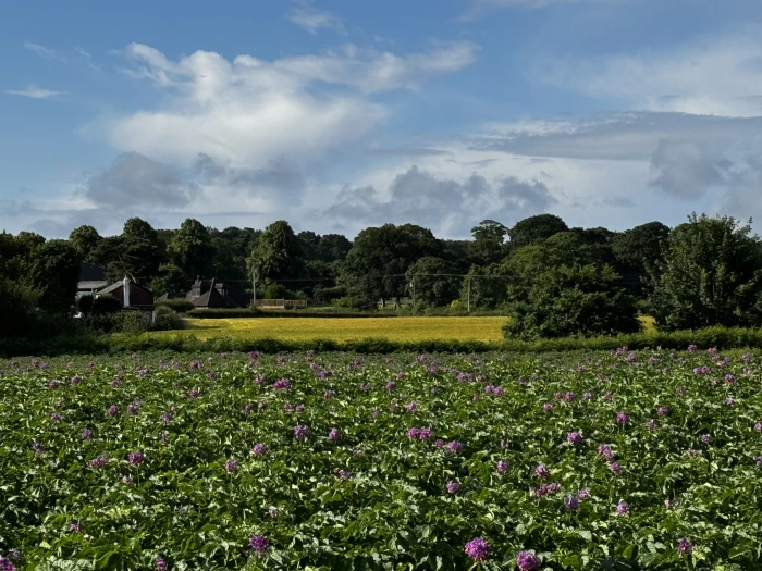 walton fields
