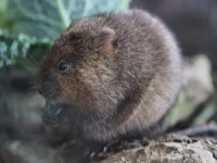 water vole