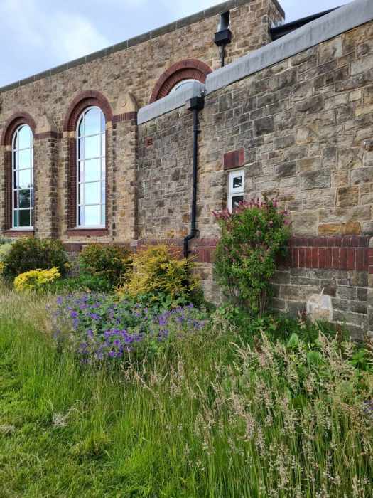 wild garden