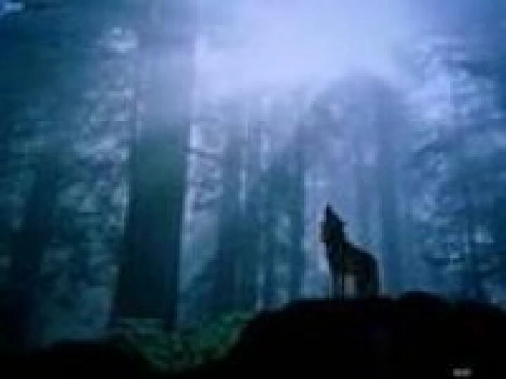 wolvesweb
