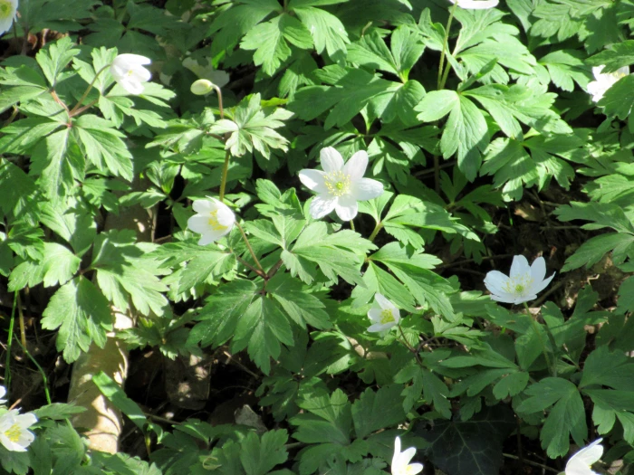 wood anemones