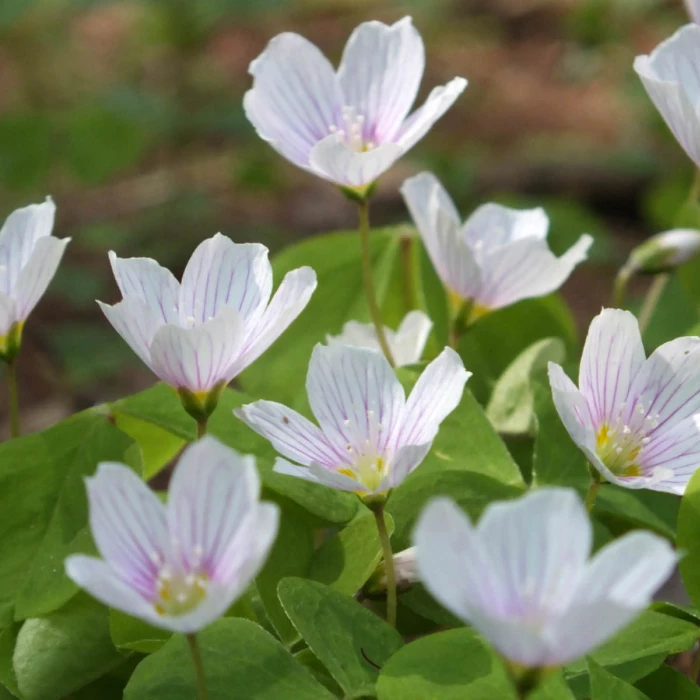 wood sorrel