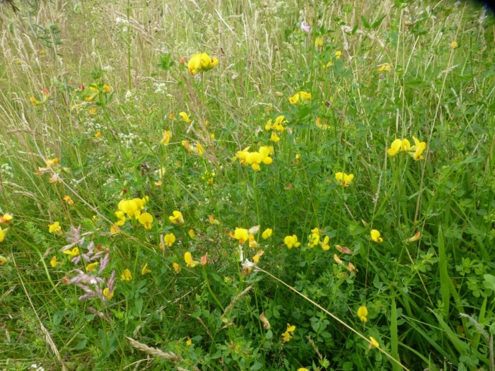 woodland flowers birdsfoot trefoil