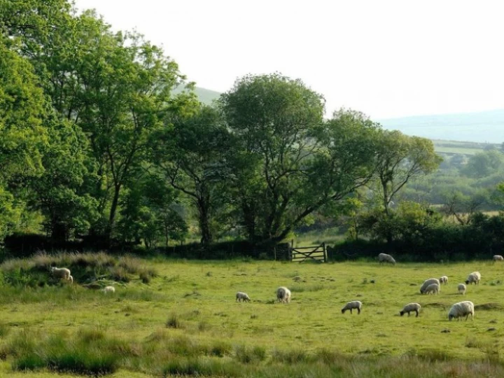 woodland