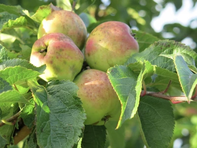 woodland walk autumn 2021 apples