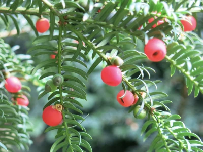 woodland walk autumn 2021 yew berries