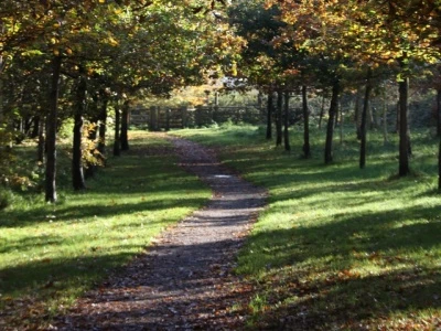 woodland-walk-autumn