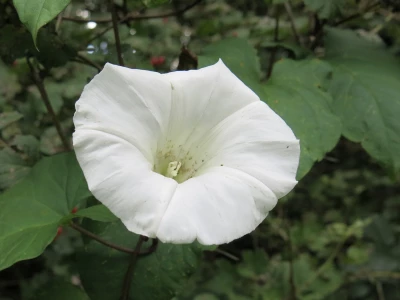 woodland walk sept 21 bindweed