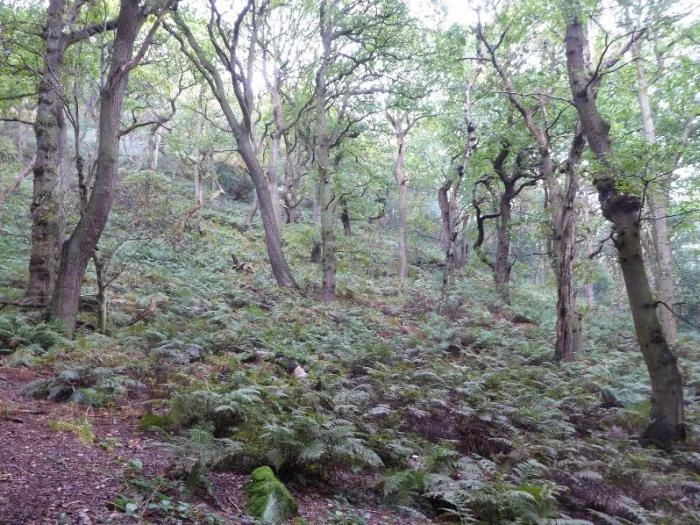 woodlands peckforton