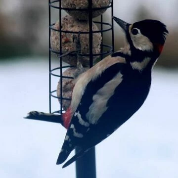 woodpecker