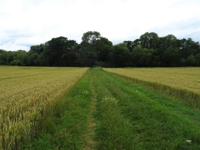 wychert wayimage