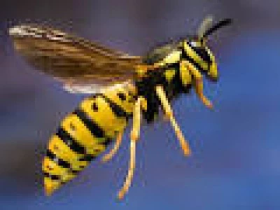 yellow jackets