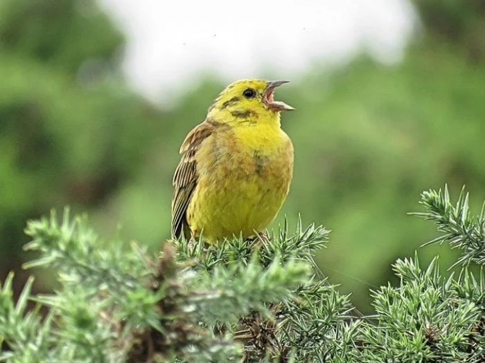 yellowhammerythanestuaryjuly18 1